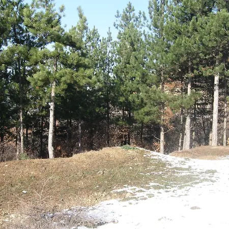 Forest View
